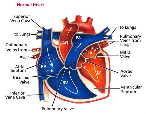 15 Heart Diagram Labeled Blood Flow | Robhosking Diagram