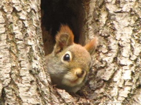 The Everyday Adventurer: The Behavior Of Squirrels