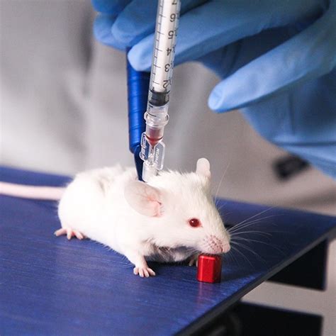 Blood Sampling from Mice and Rats | Instech Laboratories