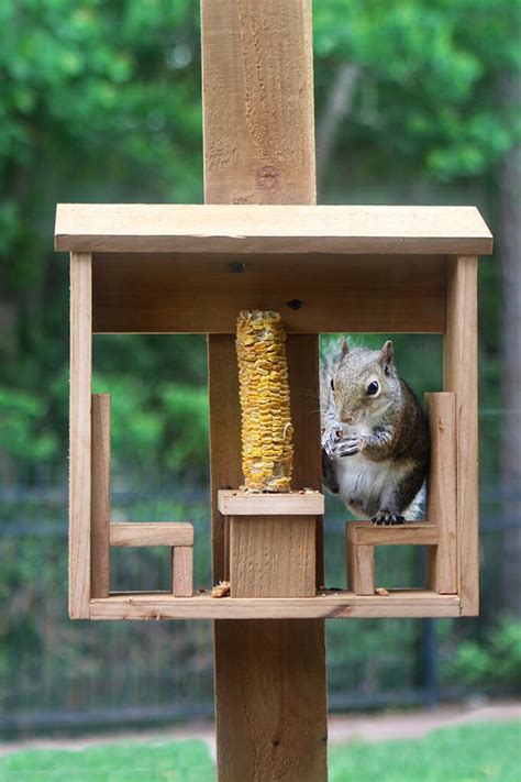 Printable Diy Squirrel Feeder Plans