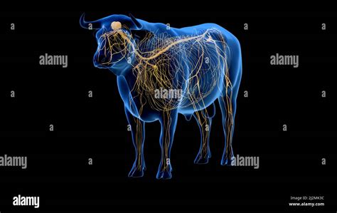 Cattle nervous system, illustration Stock Photo - Alamy