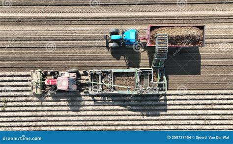 Potato Harvesting in a Field Stock Footage - Video of color, drone: 258727454