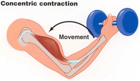 How to activate muscle fibres