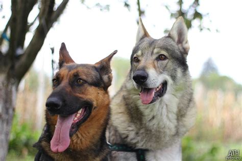 Wolf German Shepherd Size Comparison - Gambar Jutaan