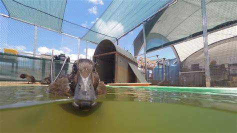 Madagascan Pochard - British Waterfowl Association