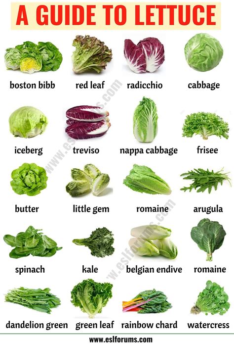 Types of Lettuce: 21 Different Lettuce Types with ESL Picture - ESL ...