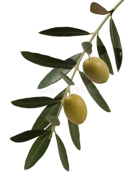 Olive branch with two olives. Olive plant, branch with leaves and two olives , #AFFILIATE, # ...