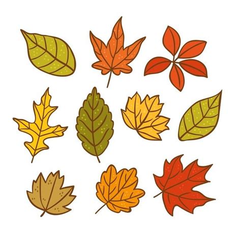 autumn leaves are arranged in the shape of a circle