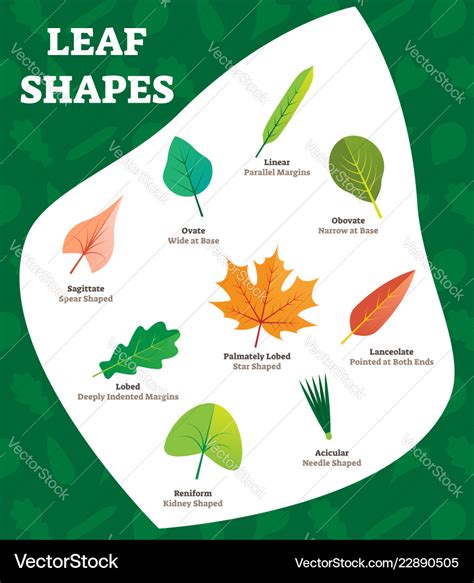 Leaf shapes labeled for kids Royalty Free Vector Image