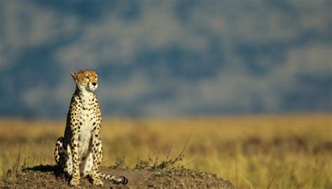 Temperatures in the Savannah Grassland | Sciencing