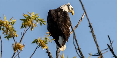 Birds of Prey | Escarpment Magazine