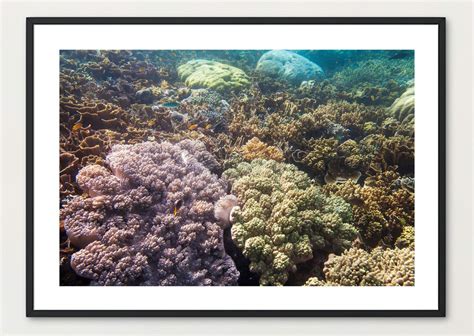 Colourful Coral Reefs Marine Life Images Underwater Seascapes - Etsy