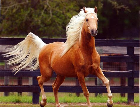 Palomino Arabian | Updated on July 22, 2015 By admin Comments Off on Palomino Horse ...