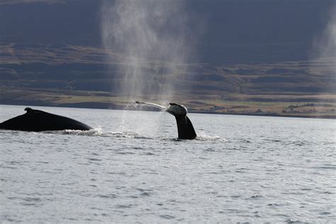 Wednesday, 13 September 2023 — Whale Watching Akureyri