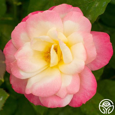 French Perfume Rose - Hybrid Tea - Very Fragrant – Heirloom Roses