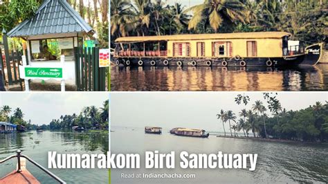 Kumarakom Bird Sanctuary: A Complete Travel Guide (2024)