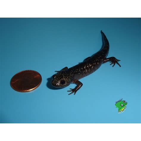 Mole Salamander - juvenile to adult - Strictly Reptiles