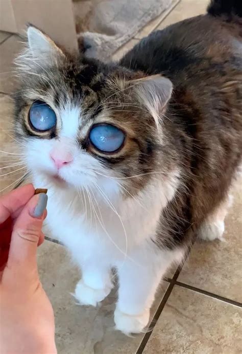 Meet the blind cat with huge eyes - Adomonline.com