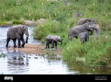 A herd African elephants (Loxodonta africana) crossing Crocodile River. Kruger National Park ...