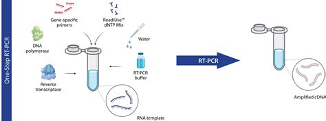 Reverse Transcription PCR (RT-PCR) | AAT Bioquest