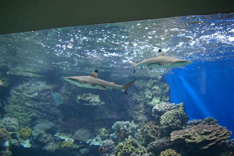 Blacktip Reef Shark Aquarium