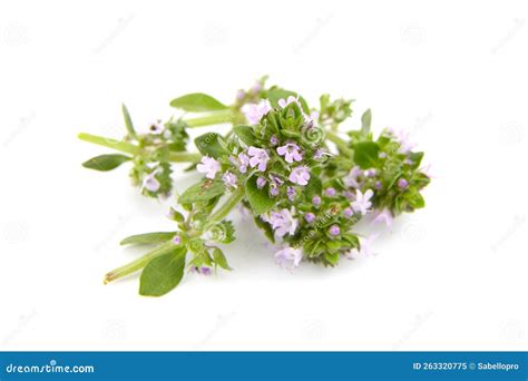 Thyme Sprigs with Flowers Isolated on White. Fresh Thyme Herb Stock ...