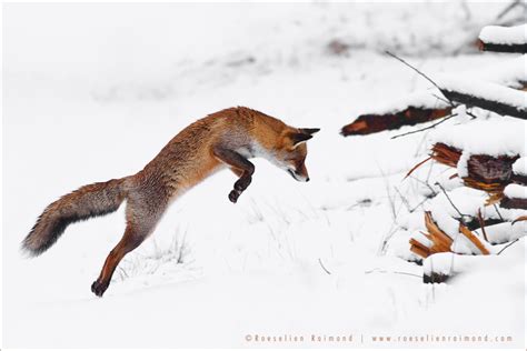 Red Fox Jump in the Snow | Roeselien Raimond Nature Photography