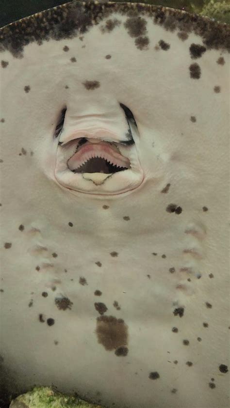 Teeth of a stingray : r/mildyinteresting