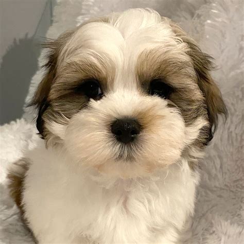 Malshi Puppy for Sale - Heavenly Puppies