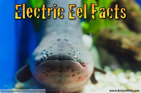 Electric Eel Facts For Kids | Kids Matttroy