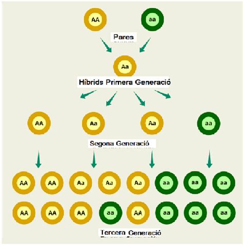 Descubre la Teoría Mendeliana: Genética Simplificada ★ Teoría Online