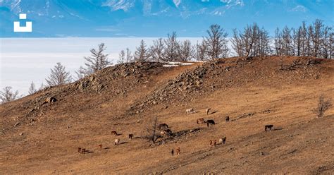 A group of animals on a hill photo – Free Nature Image on Unsplash