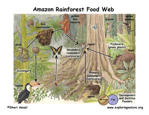 Amazon Rainforest Food Web - The Amazon Rainforest