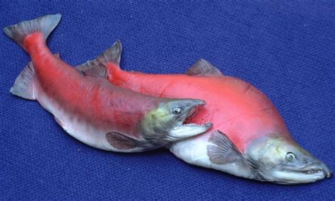 Kokanee Salmon (spawning male and female) (65 cm.) « Bilz Rockfish