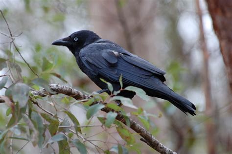 Torresian Crow - Corvus orru