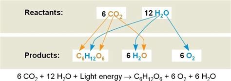 Uses of Redox Reaction in Photosynthesis | Redox reactions, Chemical changes, Reactions