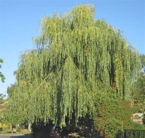 Willows - Tree Guide UK - Willow trees identification