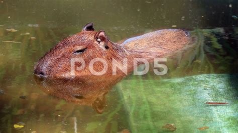 Capybara Swimming Pool