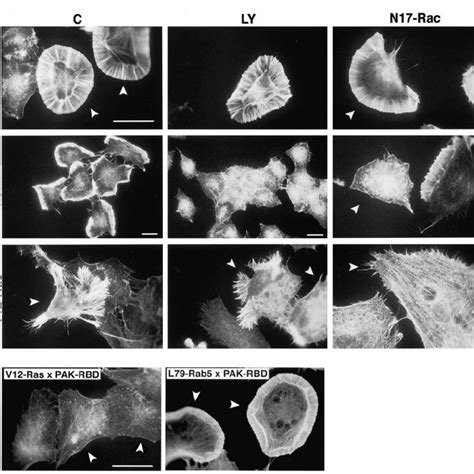 Rab5-induced lamellipodia formation is Ras-, Cdc42-, and... | Download Scientific Diagram