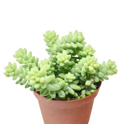 Sedum Album | Plant Addicts