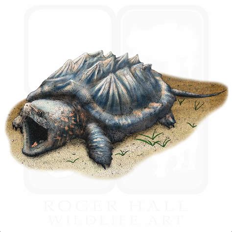 Alligator Snapping Turtle - Signed Fine Art Print - inkart