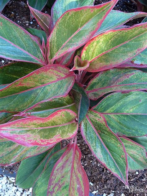 Garden Plants Red Leaves - Garden Plant