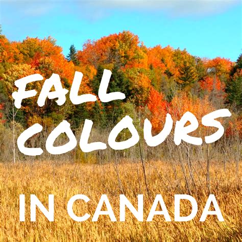 Fall colours in Newfoundland, Canada - Wildly Intrepid