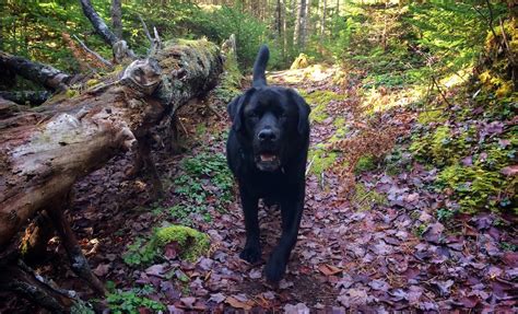 Nova Scotia Hiking Trail Guide | Avoiding Chores