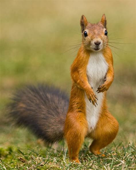 Squirrel Facts - KidsPressMagazine.com | Red squirrel, Animal facts ...