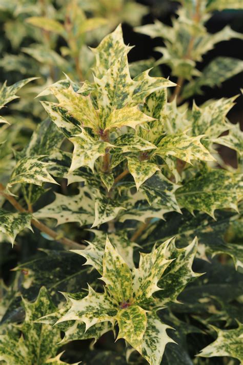 Osmanthus heterophyllus 'Goshiki' - Blue Heron Nursery