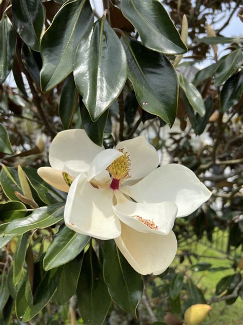 Evergreen Trees (Flowering) - Magnolia - Beach Landscaping : Beach ...