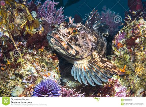 Cabezon Fish on California Reef Stock Image - Image of colorful, close: 107930433