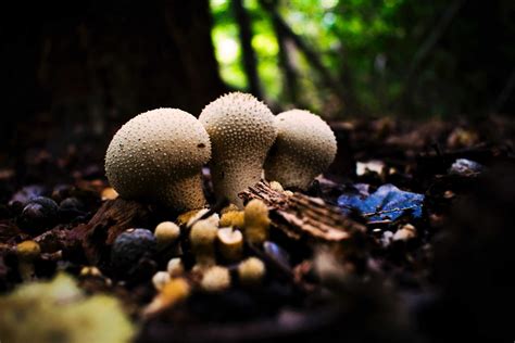 A Guide to Puffball Mushrooms - Mushroom Huntress