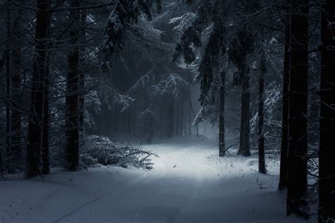Dark Winter Forest Wallpapers - Top Free Dark Winter Forest Backgrounds - WallpaperAccess